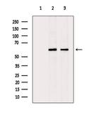 CYP2R1 Antibody in Western Blot (WB)