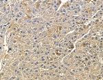 CYP7B1 Antibody in Immunohistochemistry (Paraffin) (IHC (P))