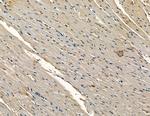 CYP7B1 Antibody in Immunohistochemistry (Paraffin) (IHC (P))