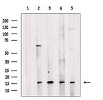 CYTL1 Antibody in Western Blot (WB)