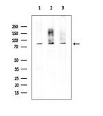 EXO1 Antibody in Western Blot (WB)