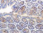 Laminin beta-1 Antibody in Immunohistochemistry (Paraffin) (IHC (P))