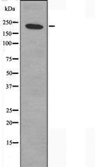 Laminin beta-1 Antibody in Western Blot (WB)