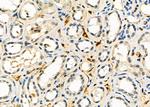 AGPAT3 Antibody in Immunohistochemistry (Paraffin) (IHC (P))