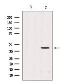 AGPAT3 Antibody in Western Blot (WB)