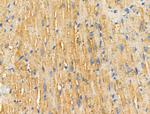 HSD3B7 Antibody in Immunohistochemistry (Paraffin) (IHC (P))