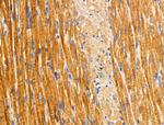 HSD3B7 Antibody in Immunohistochemistry (Paraffin) (IHC (P))