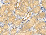 HSD3B7 Antibody in Immunohistochemistry (Paraffin) (IHC (P))