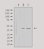 HSD3B7 Antibody in Western Blot (WB)