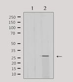 MRPL16 Antibody in Western Blot (WB)