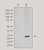 MRPL20 Antibody in Western Blot (WB)