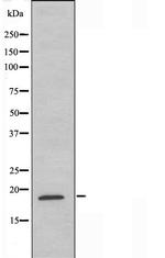 Ubiquitin Antibody in Western Blot (WB)