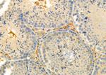 RPS4Y1 Antibody in Immunohistochemistry (Paraffin) (IHC (P))