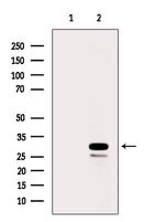 RPS8 Antibody in Western Blot (WB)