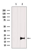 RPL11 Antibody in Western Blot (WB)