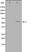 ACOT2 Antibody in Western Blot (WB)