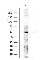 ALDH3B1 Antibody in Western Blot (WB)