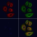 Apolipoprotein F Antibody in Immunocytochemistry (ICC/IF)