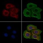 ATP5I Antibody in Immunocytochemistry (ICC/IF)