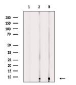 ATP5I Antibody in Western Blot (WB)