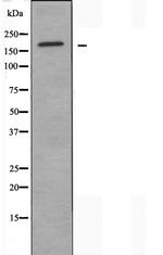 MRP3 Antibody in Western Blot (WB)