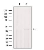 CHST13 Antibody in Western Blot (WB)