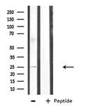 Cdc42EP3 Antibody in Western Blot (WB)