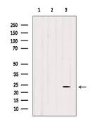 Cdc42EP3 Antibody in Western Blot (WB)