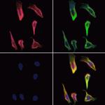 BITE Antibody in Immunocytochemistry (ICC/IF)