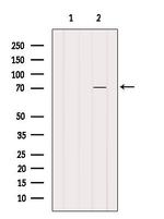 BITE Antibody in Western Blot (WB)