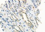 CLCN7 Antibody in Immunohistochemistry (Paraffin) (IHC (P))