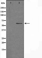 CSPG5 Antibody in Western Blot (WB)