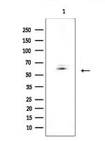 CSPG5 Antibody in Western Blot (WB)