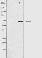 SPDL1 Antibody in Western Blot (WB)