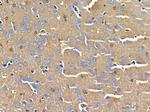 Contactin 2 Antibody in Immunohistochemistry (Paraffin) (IHC (P))