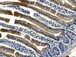 DHPS Antibody in Immunohistochemistry (Paraffin) (IHC (P))