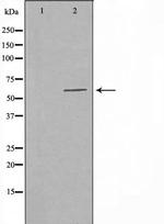 POLR3C Antibody in Western Blot (WB)