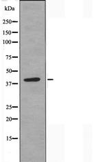 POLR1C Antibody in Western Blot (WB)