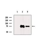 DNAI2 Antibody in Western Blot (WB)