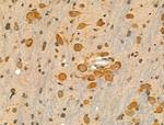 ENDOGL1 Antibody in Immunohistochemistry (Paraffin) (IHC (P))