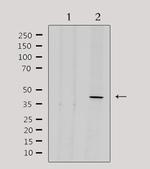 ENDOGL1 Antibody in Western Blot (WB)