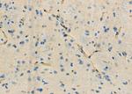 KDELR2 Antibody in Immunohistochemistry (Paraffin) (IHC (P))