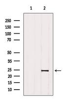 KDELR2 Antibody in Western Blot (WB)