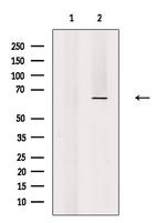 eIF3d Antibody in Western Blot (WB)