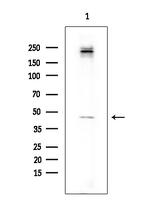 Folate Receptor alpha Antibody in Western Blot (WB)