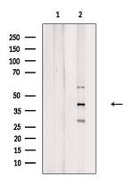 GPS2 Antibody in Western Blot (WB)