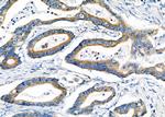 FUT3 Antibody in Immunohistochemistry (Paraffin) (IHC (P))