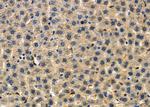 FUT3 Antibody in Immunohistochemistry (Paraffin) (IHC (P))