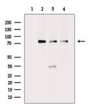 GCP4 Antibody in Western Blot (WB)