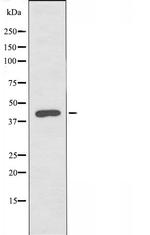 POFUT1 Antibody in Western Blot (WB)